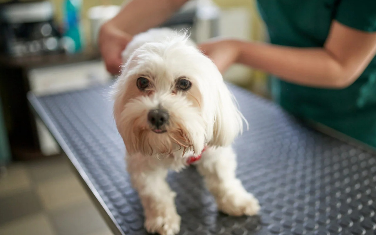 cagnolino dal veterinario