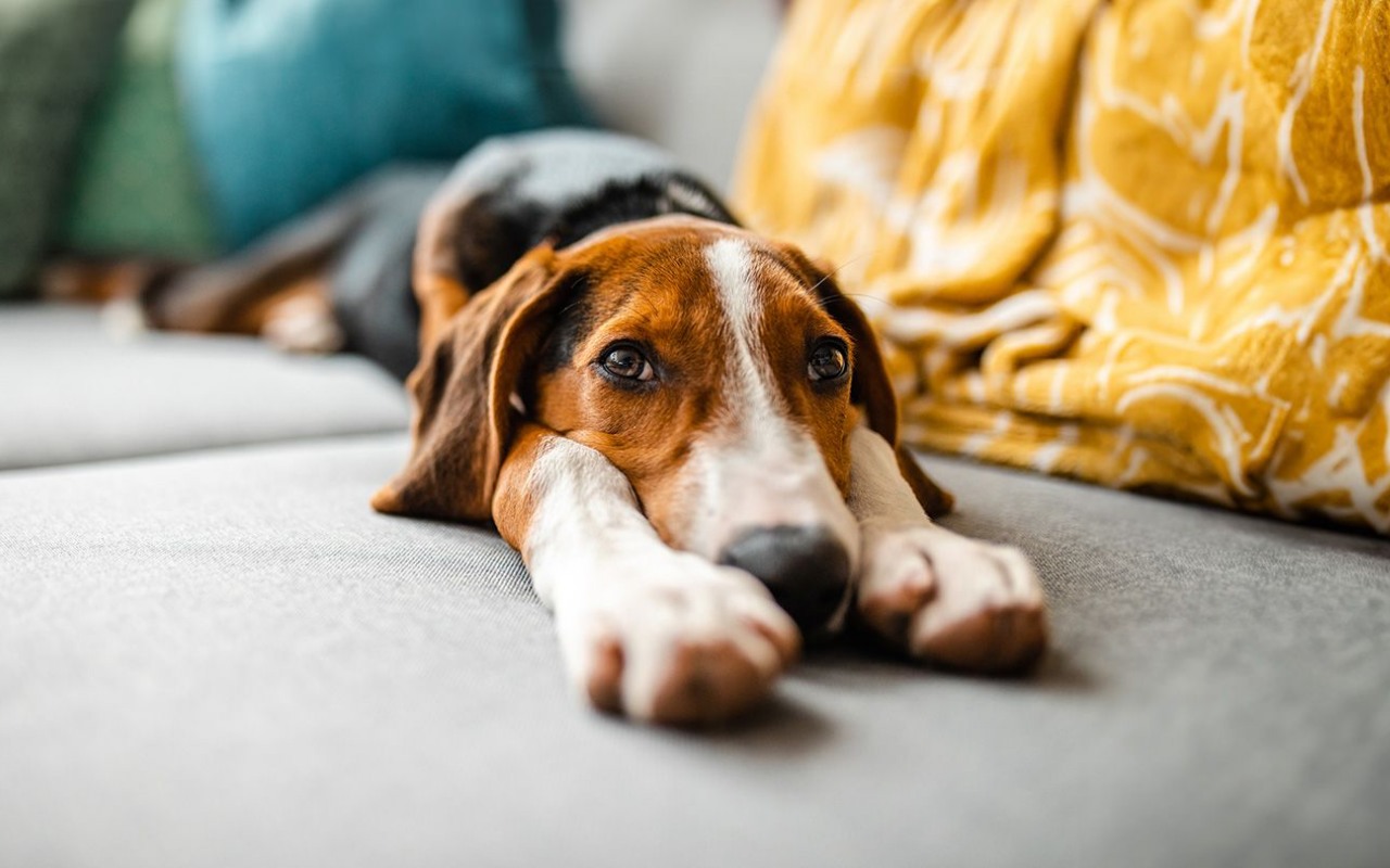 cane disteso sul divano