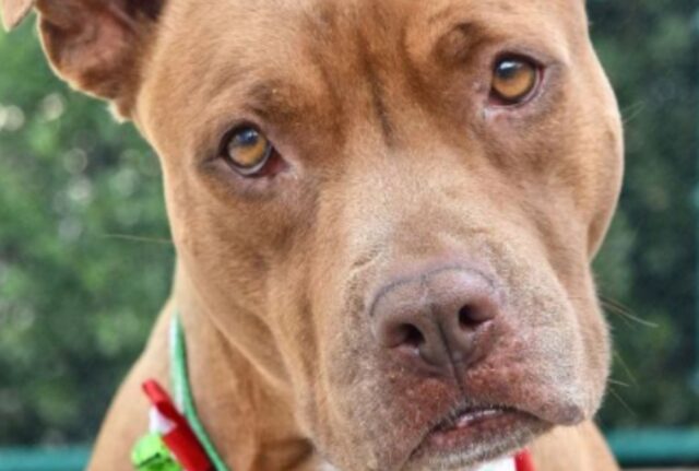 Rifiutato da tutti, il Pit Bull magro stava per perdere tutte le speranze di dimostrare quanto amore aveva nel cuore