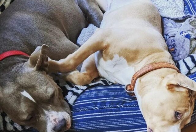 Mamma Pit Bull salvata da poco ha regalato alla sua famiglia un’enorme cucciolata di bellissimi cagnolini