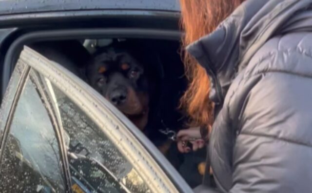 Il Rottweiler si rifiuta di scendere dall’auto per un motivo che vi farà davvero morire dal ridere (VIDEO)