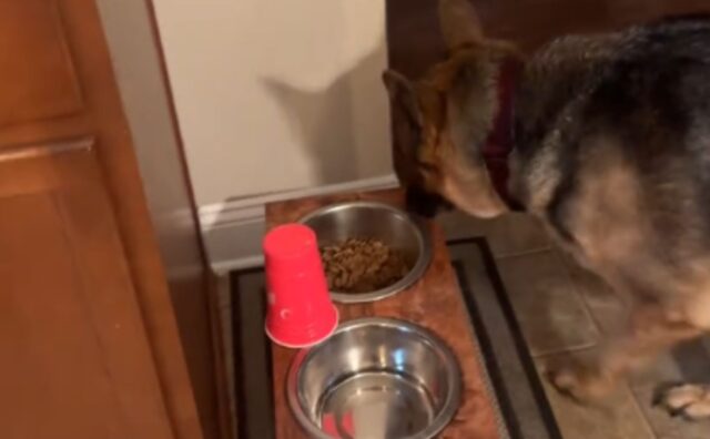 Esigente e non poco: questo cane si rifiuta di mangiare le sue crocchette se non sono presentate in un certo modo (VIDEO)