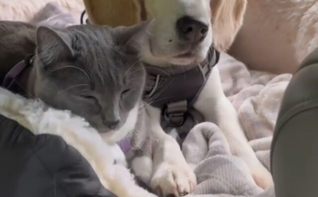 L’amore fra questo cane e il gatto è così profondo che si tengono le zampe mentre viaggiano in auto (VIDEO)
