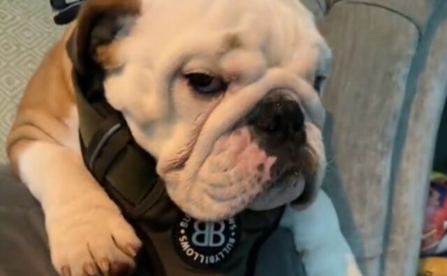 Il Bulldog Inglese eccelle in una specifica arte e tutti non possono fare altro che invidiarlo (VIDEO)