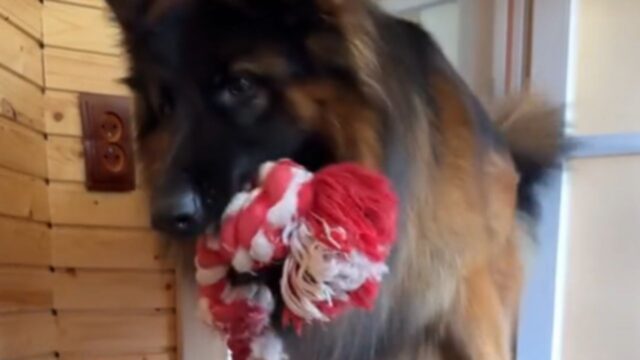 Il Pastore Tedesco e il Golden Retriever si rivelano le tate migliori per un gattino bisognoso d’affetto (VIDEO)