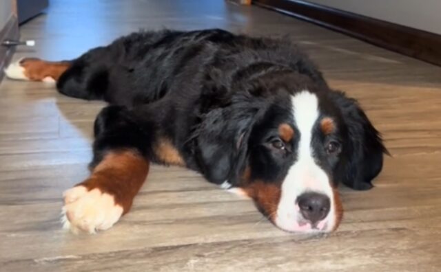 Questo Bovaro del Bernese sta diventando un vero guru per tutte le persone che non amano alzarsi al mattino (VIDEO)