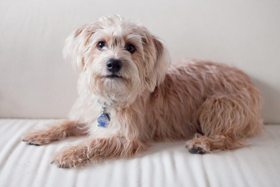 Yorkiepoo, alimentazione e indicazioni per farlo rimanere sempre in forma