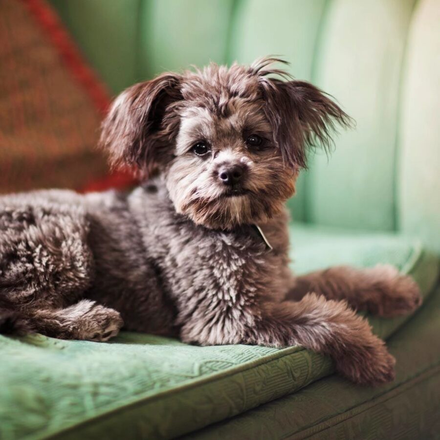 Yorkiepoo, carattere e indole: tutto sul comportamento di questo cane ibrido