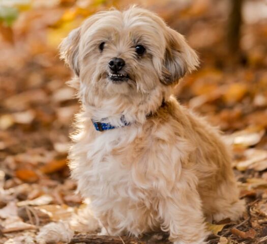 Yorkiepoo, ibrido tra Yorkshire e Barboncino: le curiosità su di lui