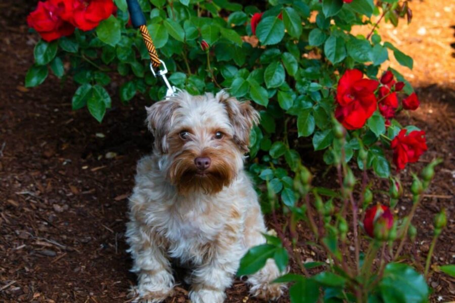 Yorkiepoo, pelo: consigli e indicazioni per la toelettatura