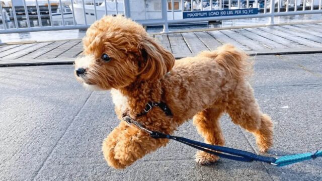 Yorkiepoo, salute e malattie comuni: come tutelare il suo benessere