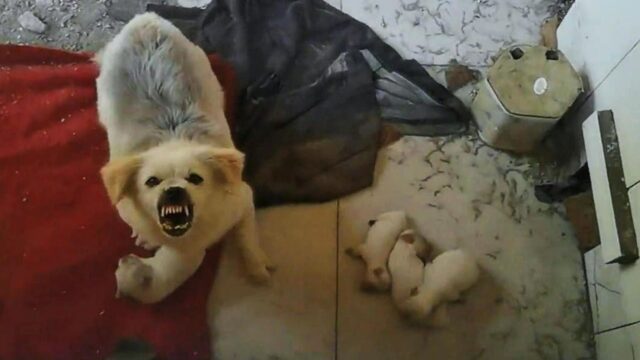 “Non avvicinarti ai miei cuccioli”: mamma cane vittima di abusi cerca di difendere i piccoli dagli esseri umani – Video