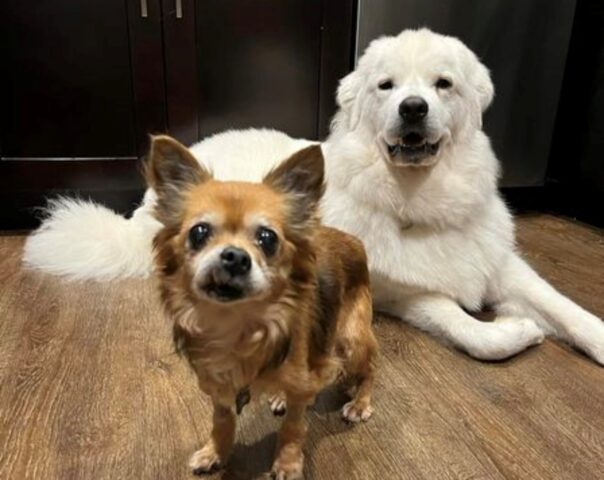 Anziano e con una caratteristica “puzzolente”, questo cane ha trovato finalmente l’amore di cui aveva bisogno