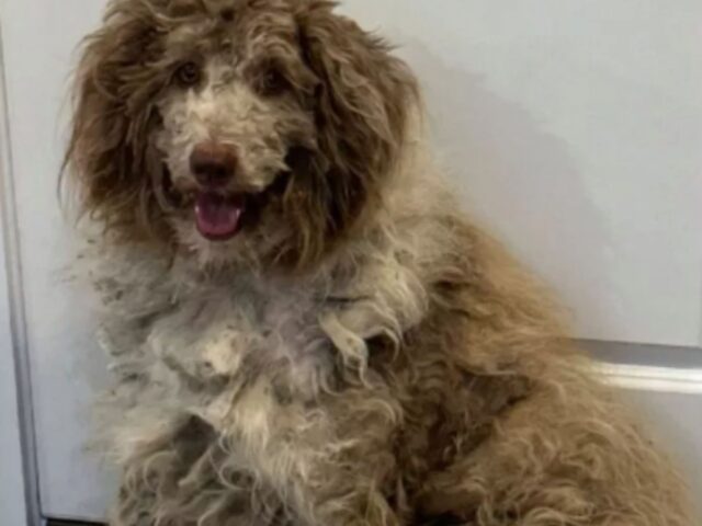 La trasformazione di questa cagnolina da randagia a domestica è una delle più belle che vedrete