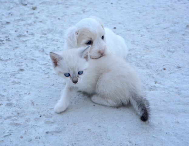 Cani e gatti possono condividere gli spazi? A rispondere ci ha pensato la scienza
