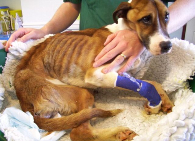 Con gli occhi imploranti, il cane aspettava i soccorsi, era il più magro che i volontari avessero mai visto
