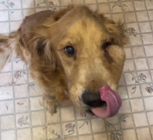 Dà al suo cane un budino al cioccolato: “Adesso non ha più importanza”