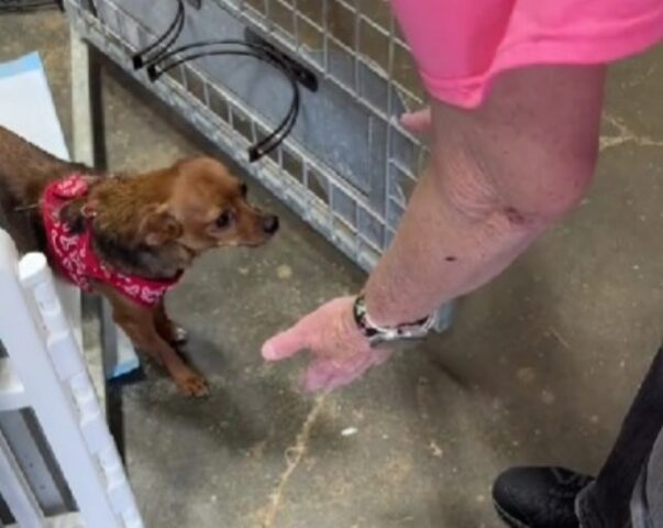 Dalla disperazione alla felicità più profonda: il video mostra la trasformazione di un ex Chihuahua abbandonato
