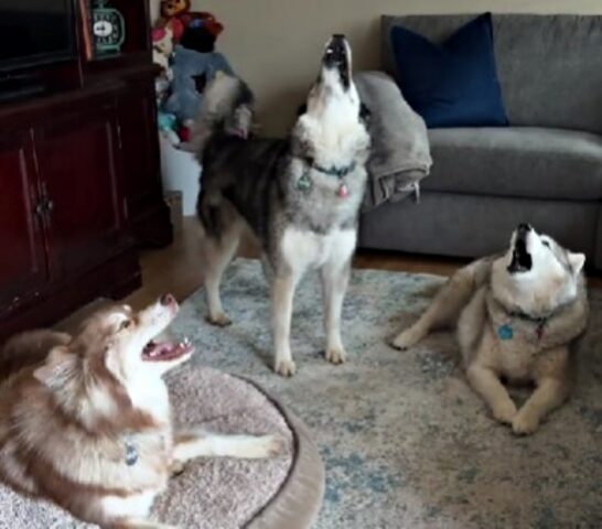 Dice ai suoi Husky di rimanere in silenzio al mattino, ma la loro reazione non è quella preventivata