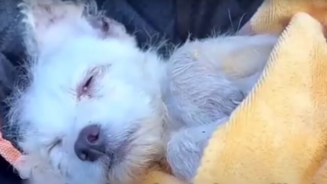 Dopo essere caduto dal terzo piano, il cane piangeva disperato: non sapeva perché il proprietario l’avesse fatto – Video