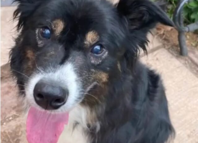 Dopo quindici giorni dentro una gabbia il cane cieco riesce finalmente a correre libero nel suo giardino