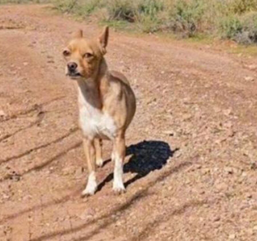cane fantastico