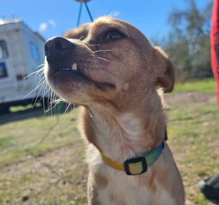 cane randagio
