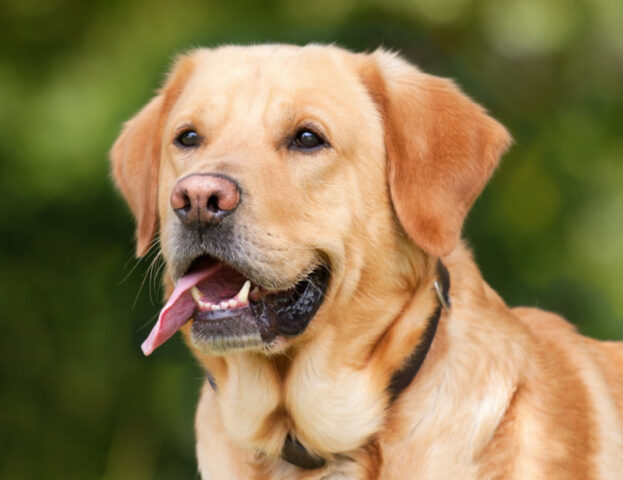 È importante anche per loro: un’università italiana lancia l’appello per far donare il sangue ai cani