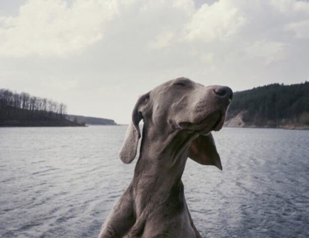 E se vi dicessimo che la scienza ha deciso di indagare sulla “musicalità” canina?
