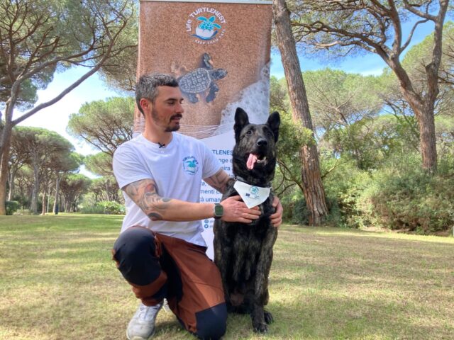 Eccoli, sono i tartadogs: in Italia arrivano i cani addestrati a trovare le tartarughe marine