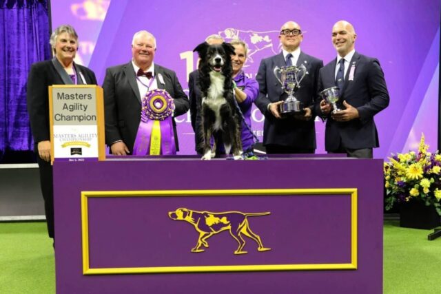 Era un meticcio e tutti lo trascuravano, ma questo cane si è riscattato vincendo un’importante gara sportiva