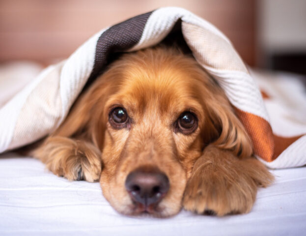 Eurispes, questo è quello che ci dicono i dati sui cani che sono nelle nostre case