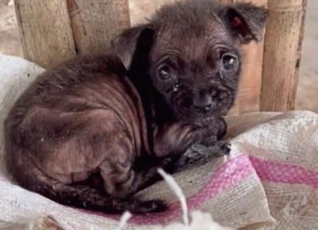 Gettato e rimasto chiuso in un sacco per giorni, il cucciolo di cane tremava di paura e di fame, poi si è trasformato
