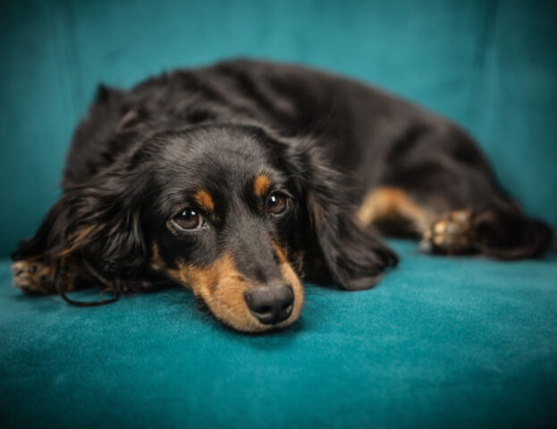 Gli scienziati hanno usato un metodo preciso per monitorare il comportamento del cane prima e dopo l’adozione