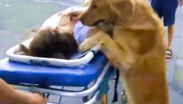 Il fedele Golden Retriever si rifiuta di lasciare il proprietario: segue l’ambulanza fino all’ospedale