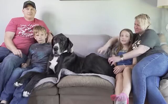 Sì, questo Alano ha vinto il Guinness World Record e forse potete immaginare perché (VIDEO)