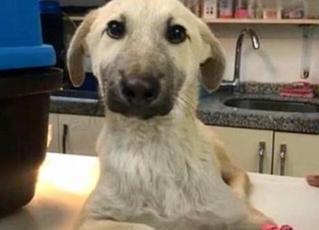 Hanno salvato questo povero cane che vagava per la strada con le sue zampe strane, aspettando un aiuto