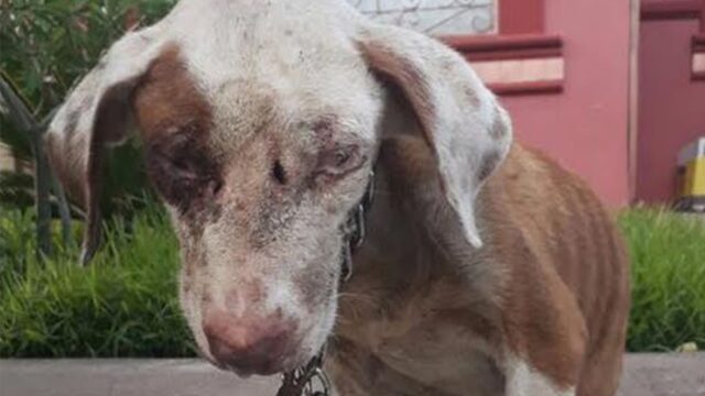 I suoi occhi tristi dicevano già tutto quello che bisognava sapere: questa cagnolina aveva bisogno di amore e tenerezza – Video