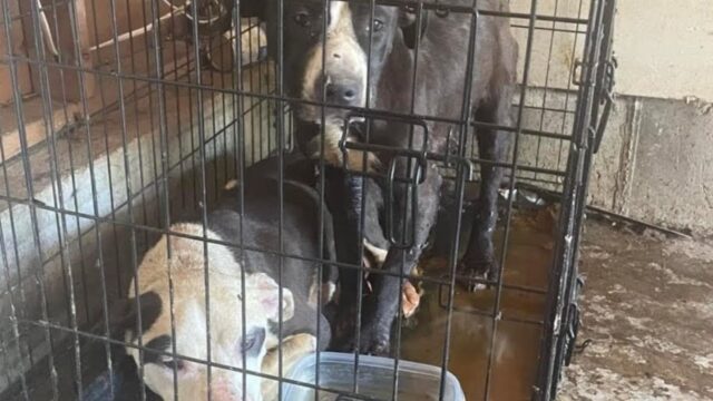 I volontari non riuscivano a credere ai loro occhi quando si sono trovati davanti questi poveri cani – Video