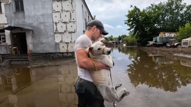 Il cane aveva chiesto aiuto, ma le persone l’hanno deluso, così nonostante il dolore non si fidava più – Video