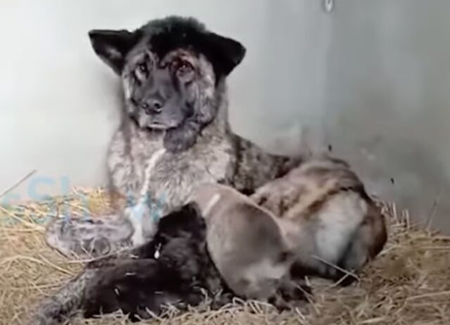 Il cane correva in mezzo al traffico e nella tormenta per cercare aiuto per la sua amata famiglia