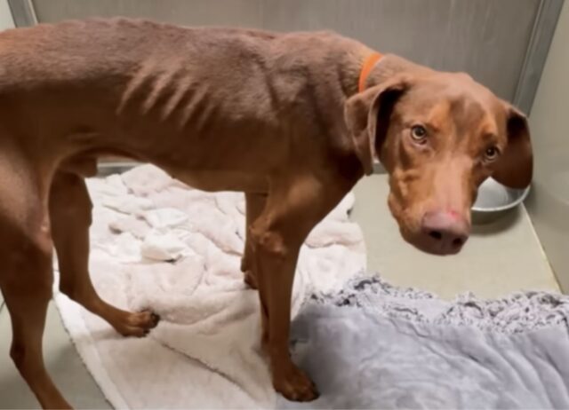 Il cane diffidente si scioglie completamente quando gli vengono rivolte parole dolci, comportandosi in modo straziante