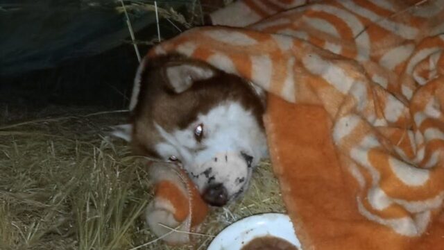 Il cane era stato trattato come un bersaglio dal suo padrone: passava tutto il suo tempo a nascondersi – Video