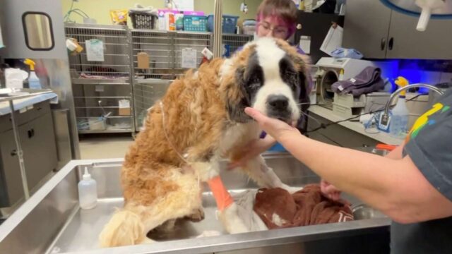 Il cane magrissimo e triste trovato in una casa abbandonata cambia completamente dopo l’adozione