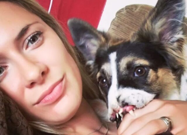 Il cane maltrattato e con il muso distrutto era stato rifiutato da tutti, ma poi le cose sono cambiate