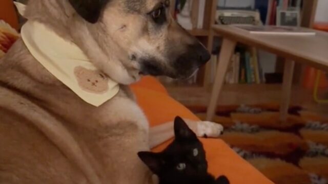 Il cane non contiene il suo orrore quando vede per la prima volta il gatto che cerca di accucciarsi accanto a lui