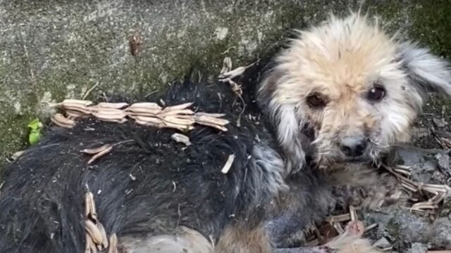 Il cane randagio malato rifiutava qualsiasi aiuto, finché non è accaduto tutto questo – Video