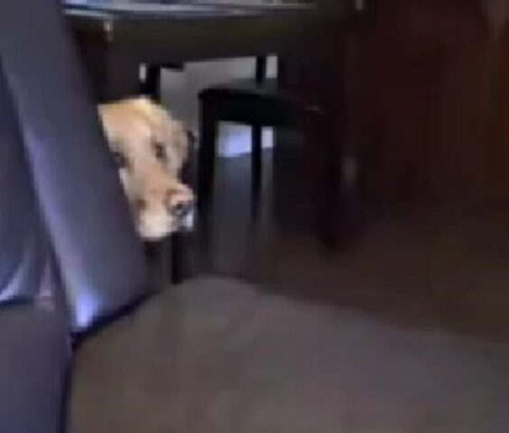 Il cane si nasconde dietro il divano quando arriva il famoso cattivo della saga di Star Wars