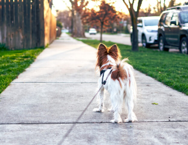 Il dolore, la fine, la scelta: come si fa a scegliere l’eutanasia per un cane?