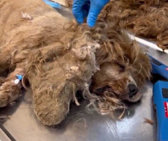 Il modo in cui hanno trovato questo quattro zampe è terribile: sotto tutto quel pelo si nascondeva un cane di razza